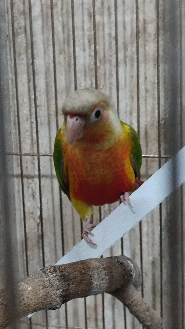 طوطی گرینچیک|پرنده|سنندج, |دیوار