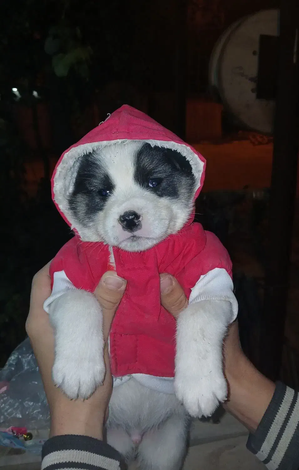 سگ فروشی|سگ|ری, ظهیرآباد|دیوار