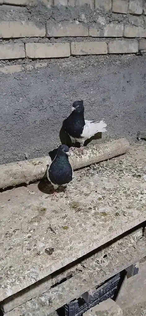 نرو ماده کله سیاه|پرنده|شوش, |دیوار