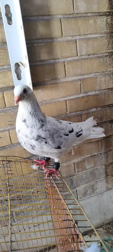 نر کوهی مست|پرنده|شوش, |دیوار