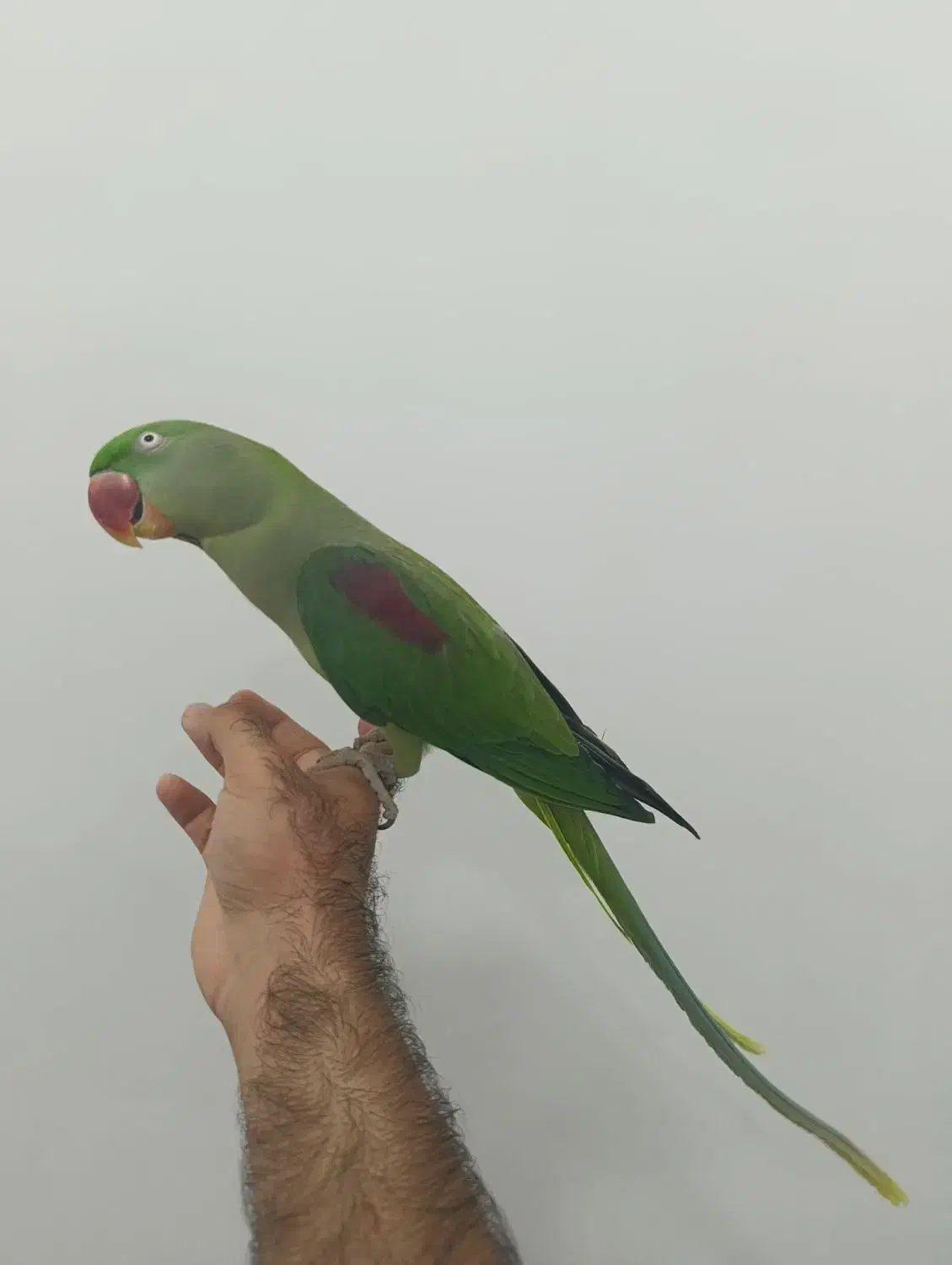 قناری عروس هلندی لوری راهب گرینچیک شاه طوطی|پرنده|خورموج, |دیوار