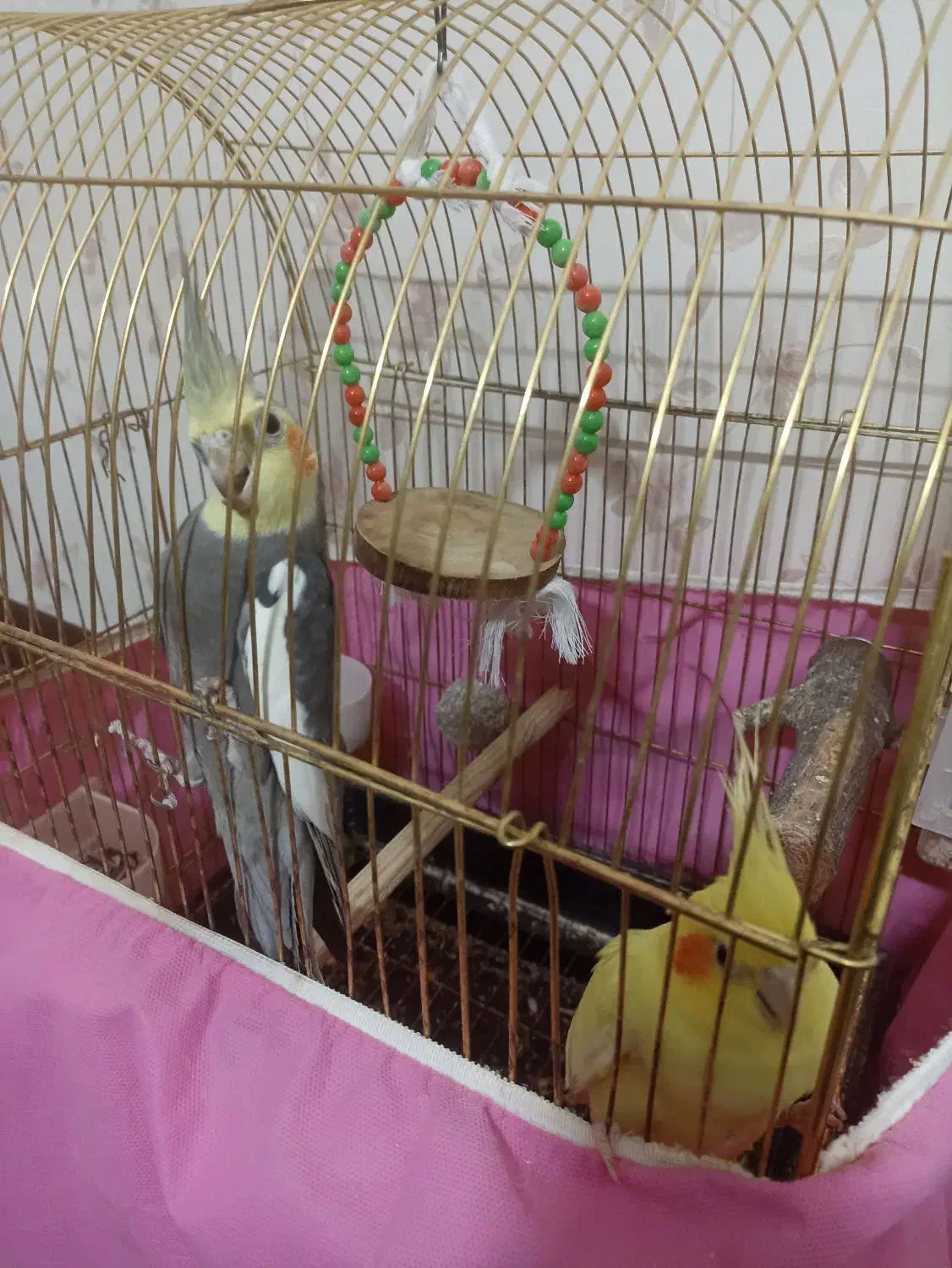 پرنده|پرنده|ری, دولت‌آباد|دیوار