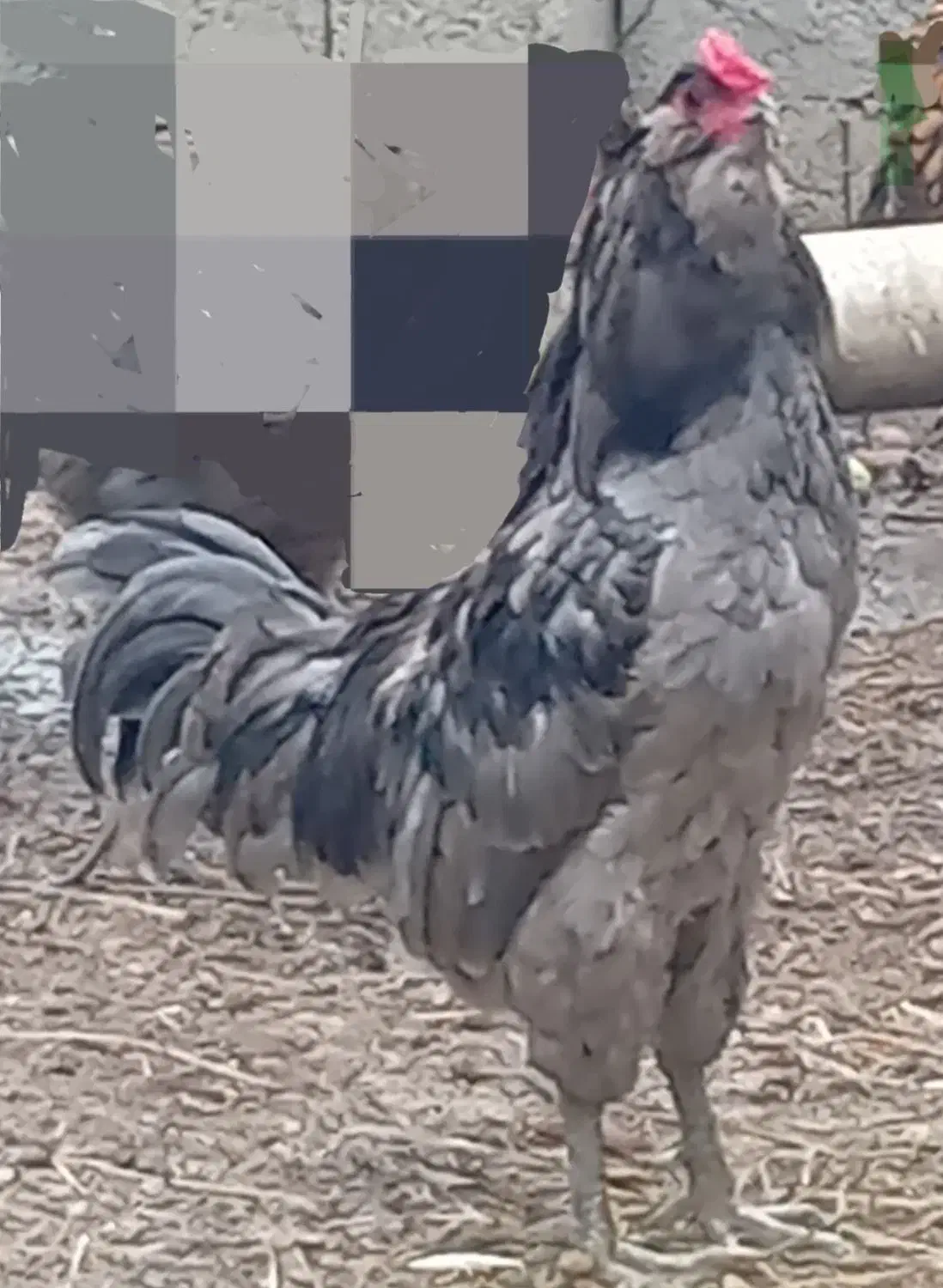 تخم مرغ گلین طوسی اصیل|حیوانات مزرعه|رضوانشهر, |دیوار