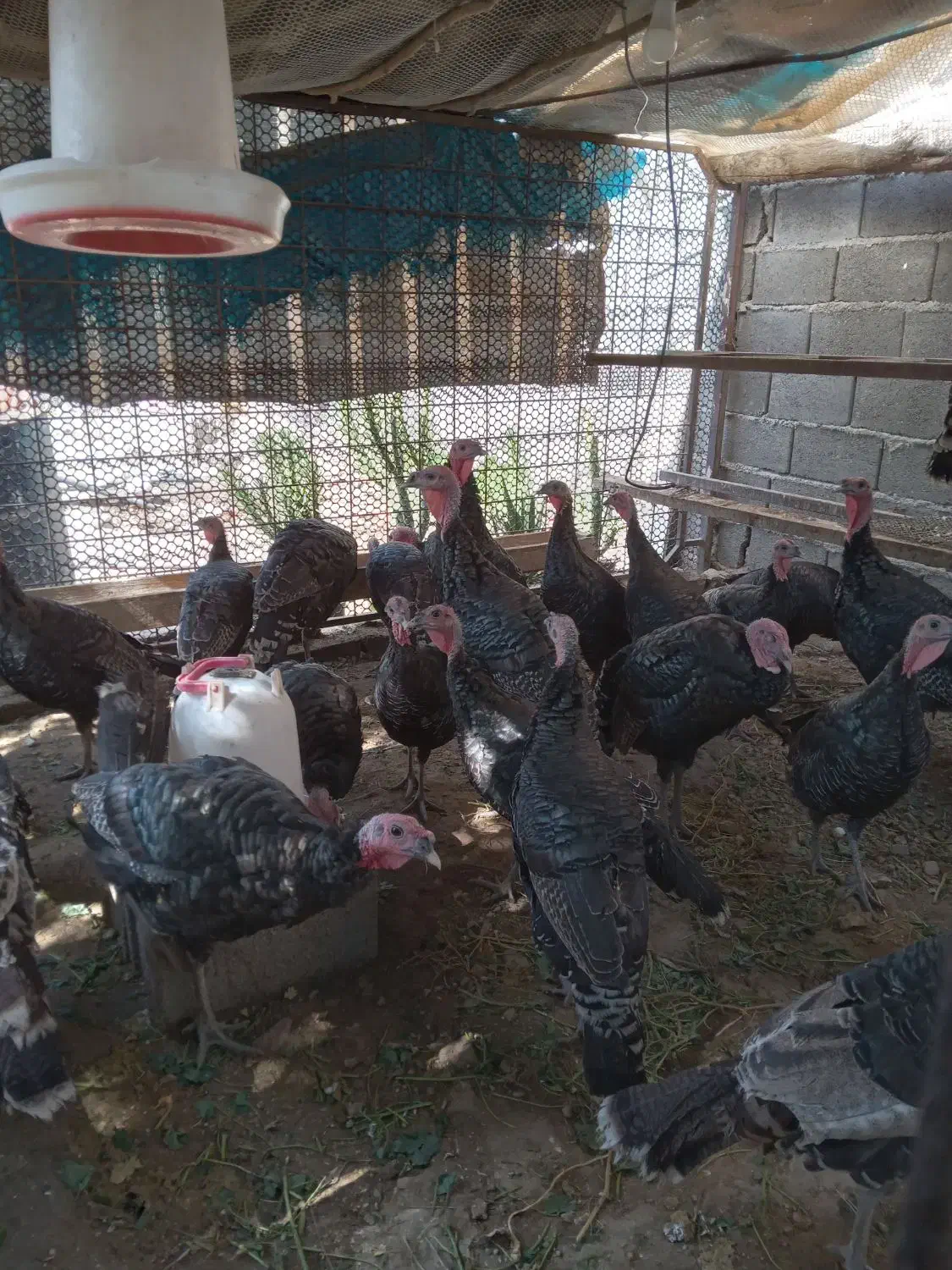 بوقلمون نرو ماده|حیوانات مزرعه|کوهسار (البرز), |دیوار