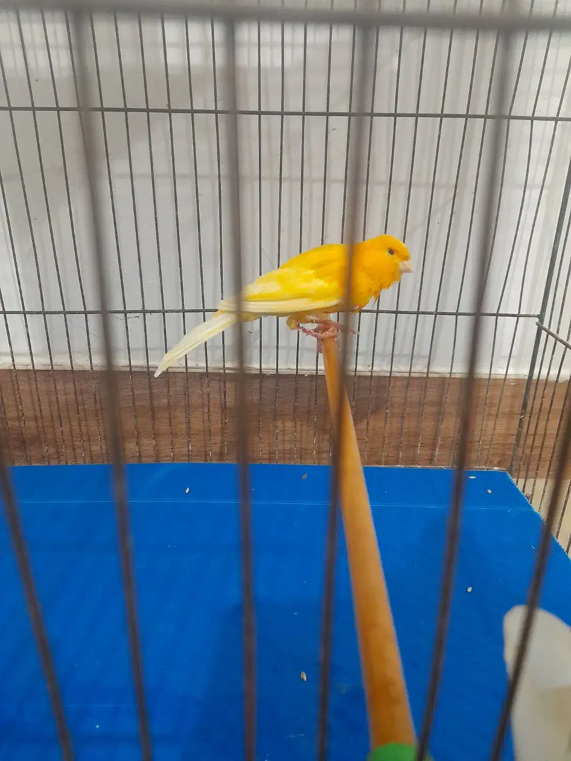 تعدادی قناری پرتقالی و لیمویی|پرنده|رشت, دیانتی|دیوار