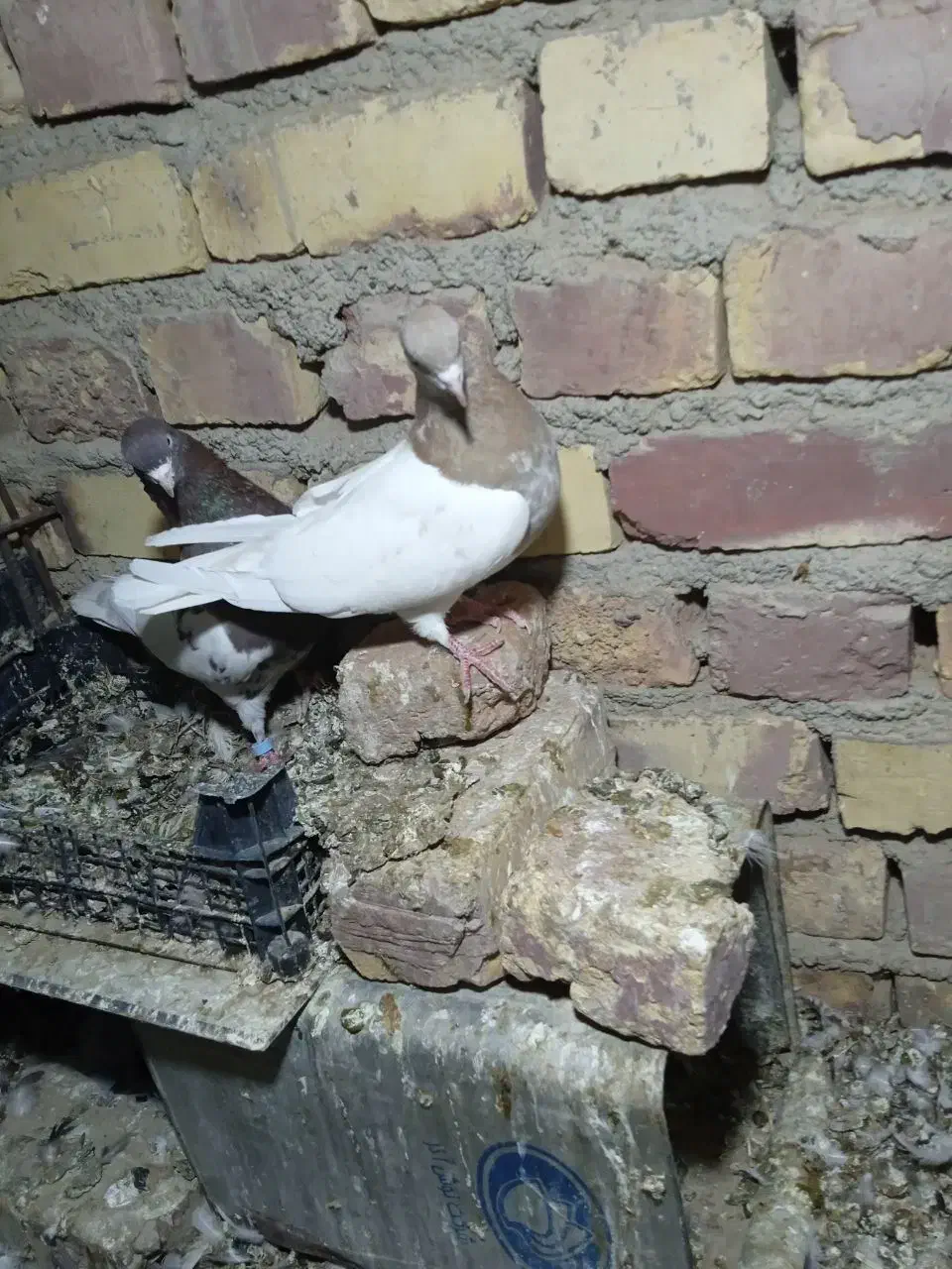 دوجفت پرشی جفت کله ای جفت سینه ای|پرنده|زابل, |دیوار