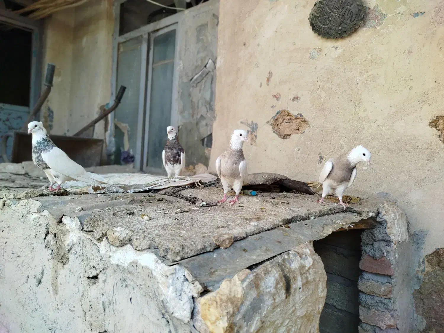 کبوتر طوقی|پرنده|هرسین, |دیوار