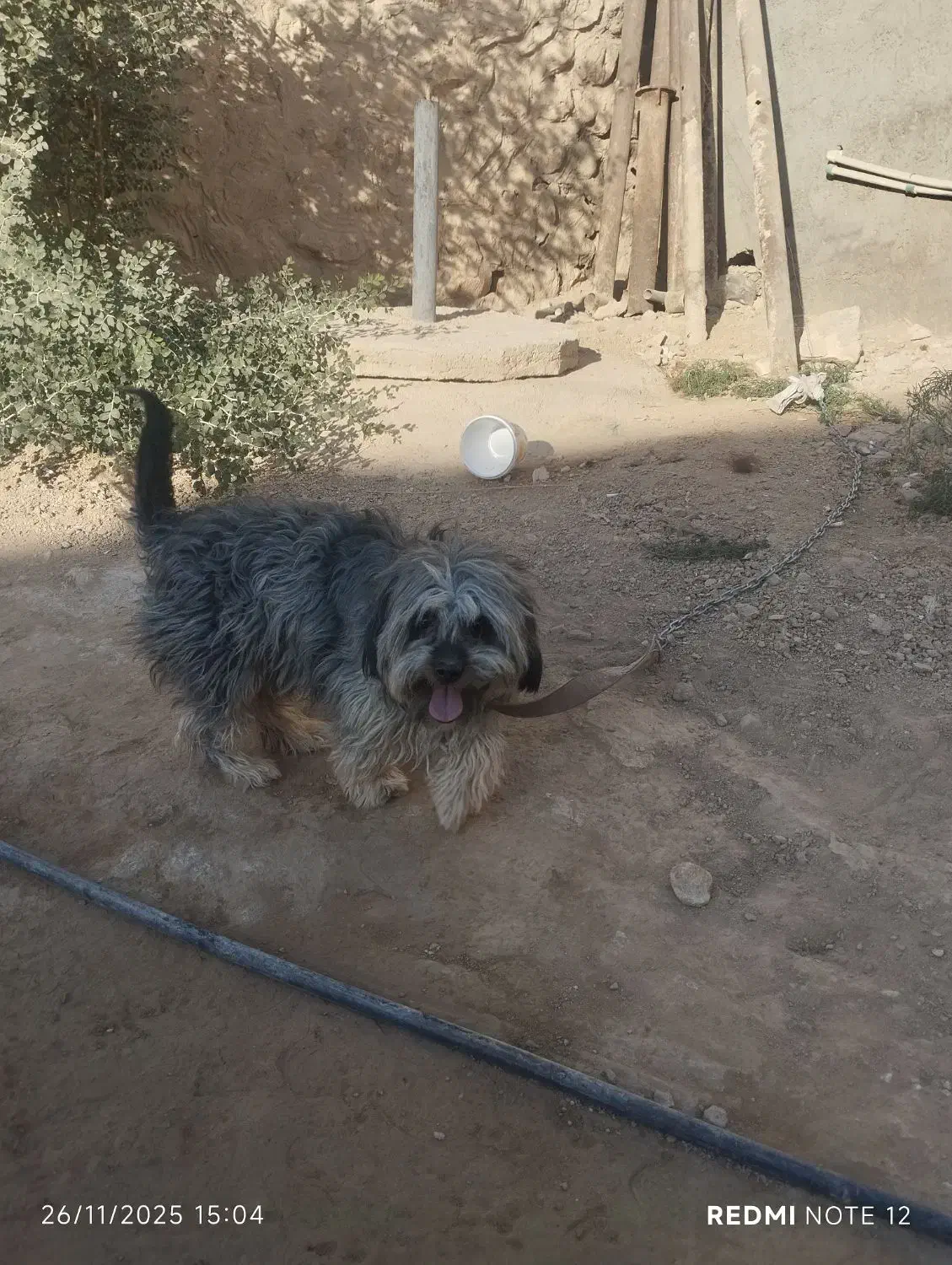 از بی جای|سگ|ایزدخواست, |دیوار