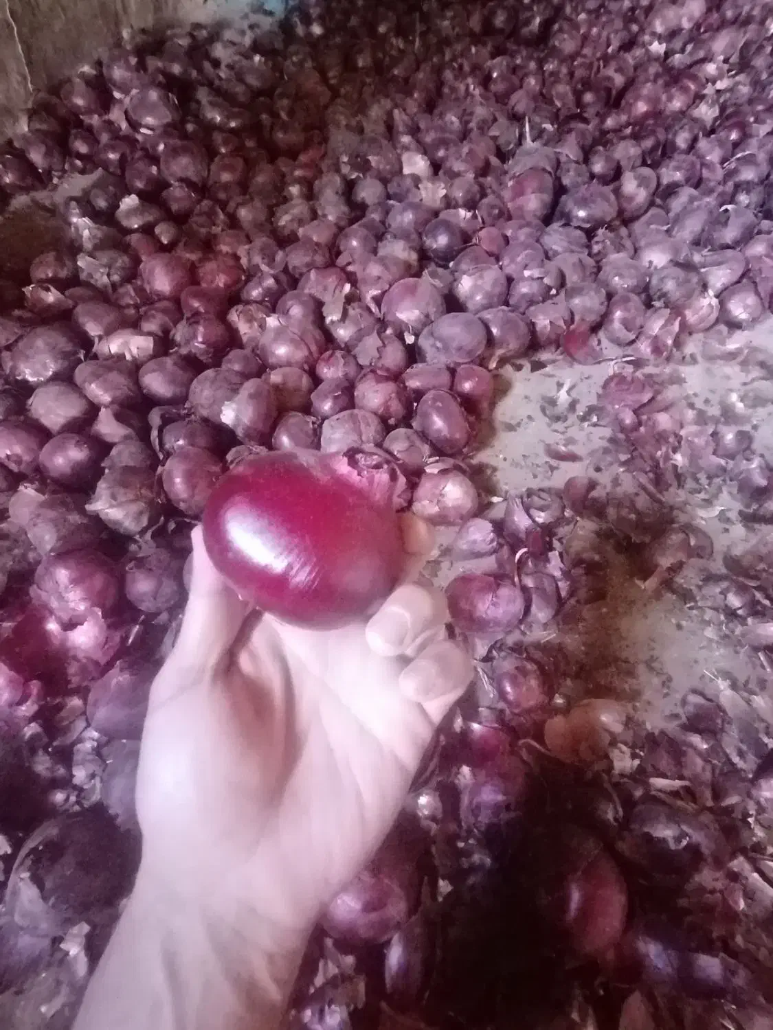 پیاز قرمز فرسفج|خوردنی و آشامیدنی|قلقل رود, |دیوار