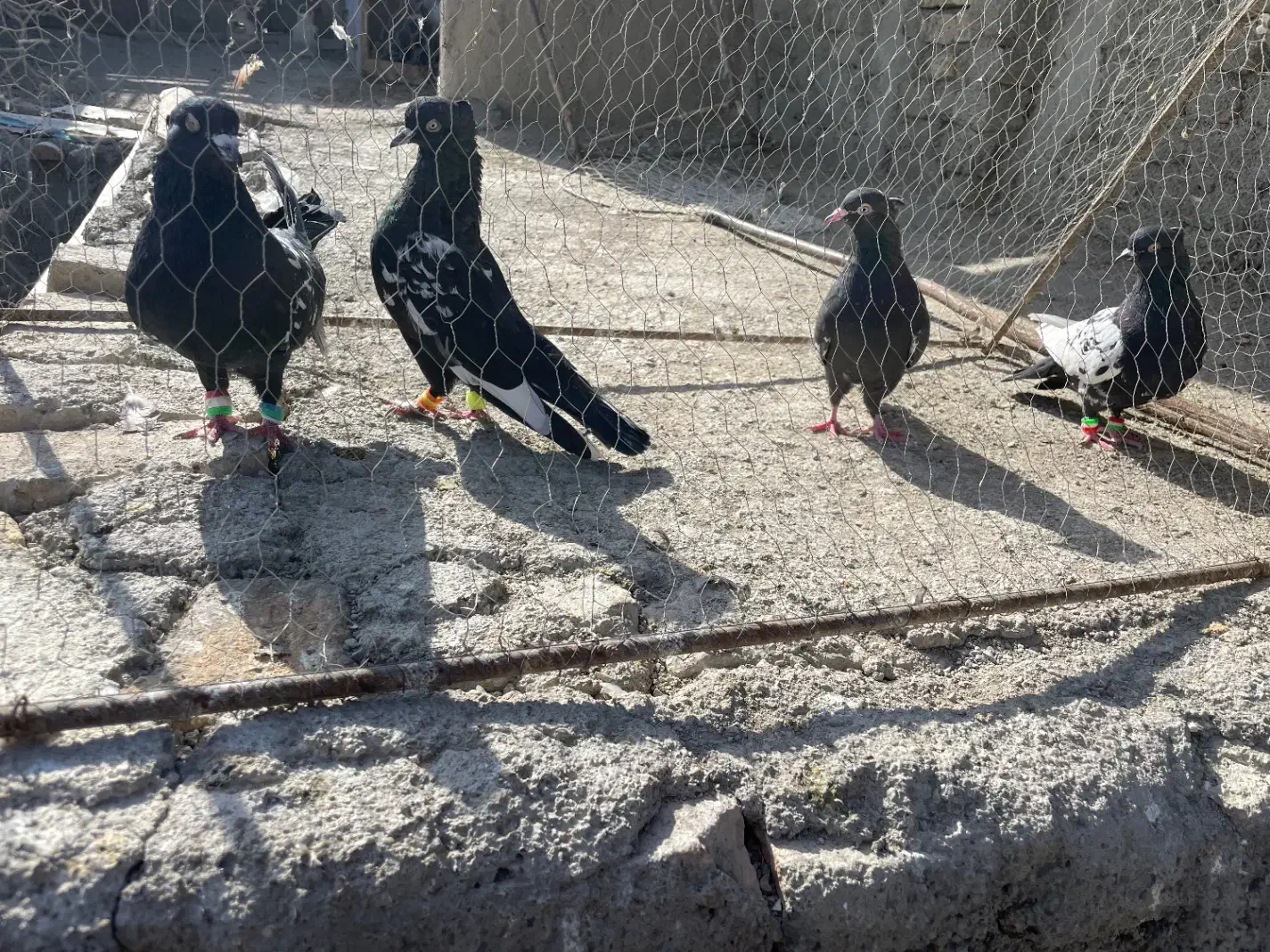 ۶تارنگه|پرنده|شیروان (خراسان), |دیوار