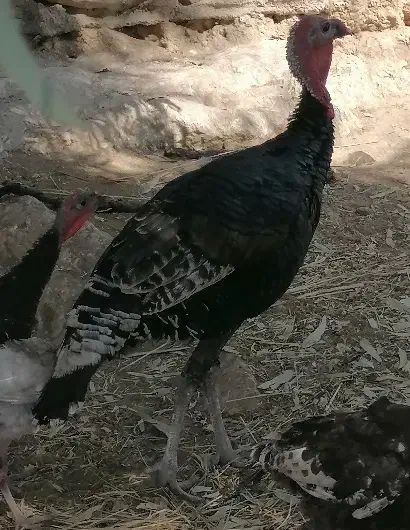 بوقلمون|حیوانات مزرعه|چرام, |دیوار