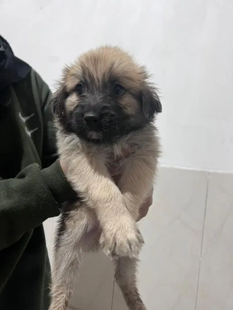 واگذاری توله اشپیتز|سگ|جهرم, |دیوار