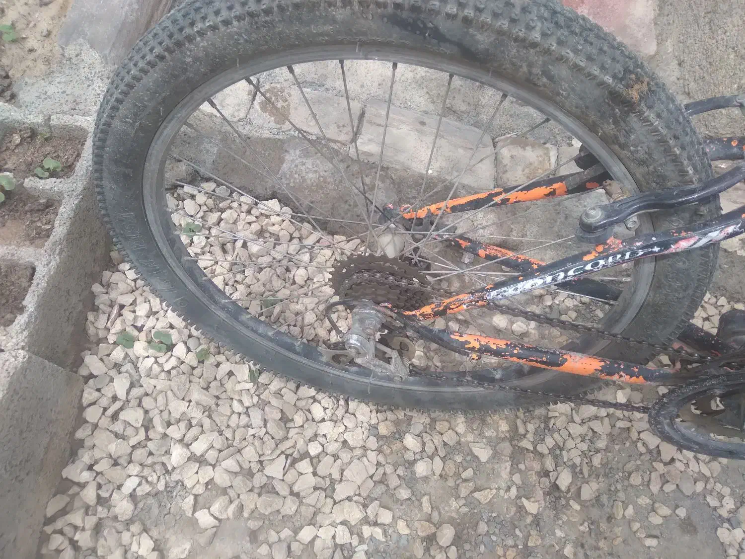 یک عدد درچرخه veva 24|دوچرخه، اسکیت، اسکوتر|بهار, |دیوار