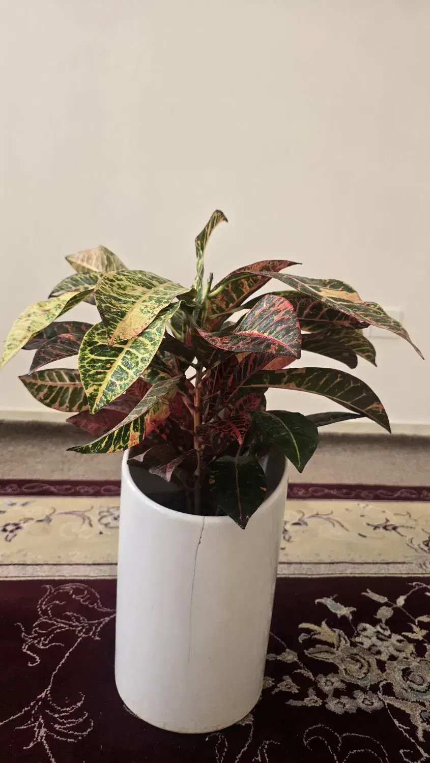 گل و گیاه کروتون|گل و گیاه طبیعی|ایلام, |دیوار