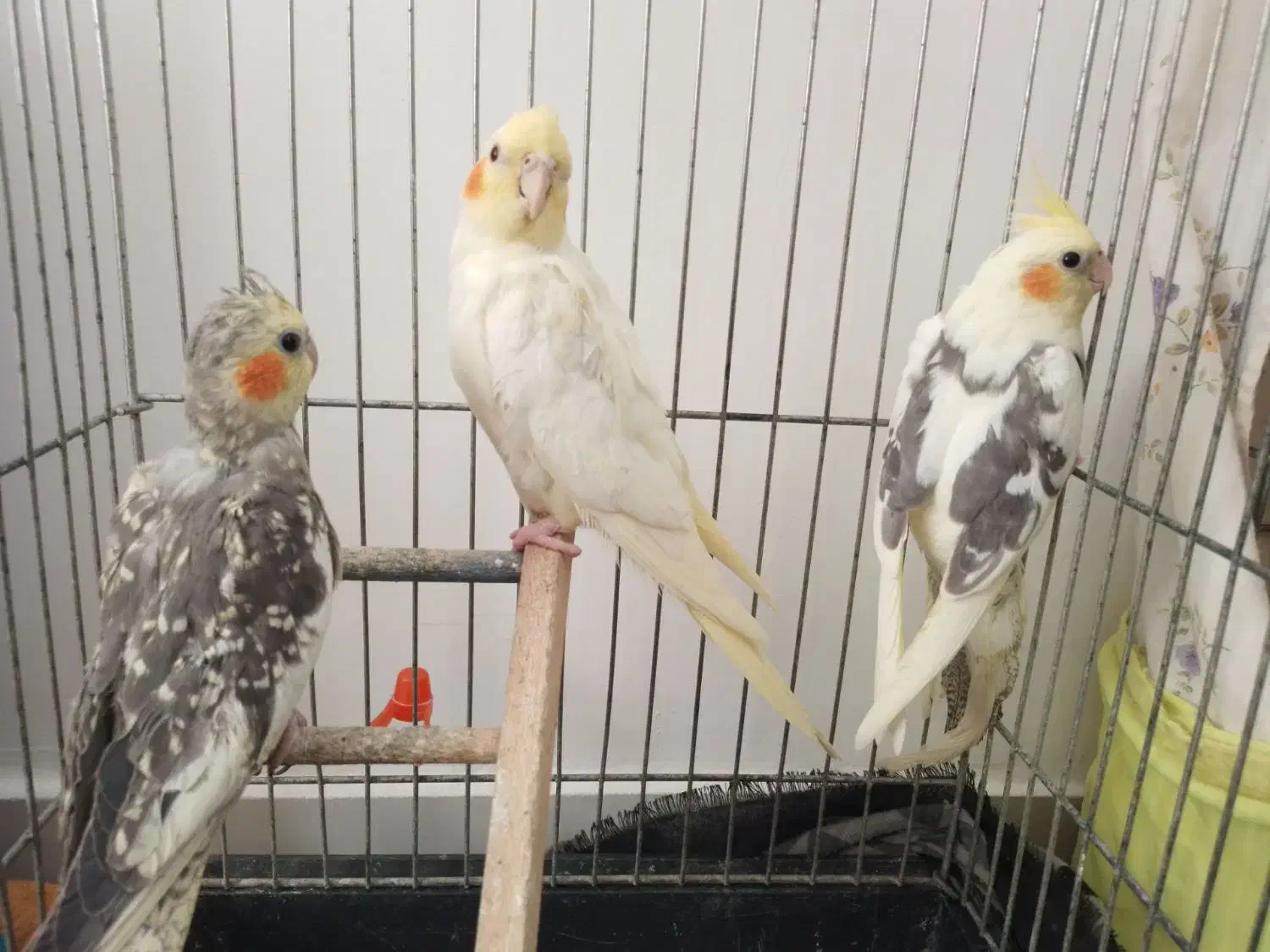 تعدادی عروس هلندی|پرنده|رشت, کوی غلام نیا|دیوار