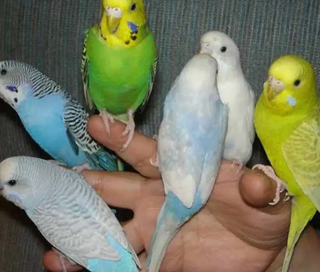 پیدا کردن مرغ عشق|حیوانات|یزد, |دیوار