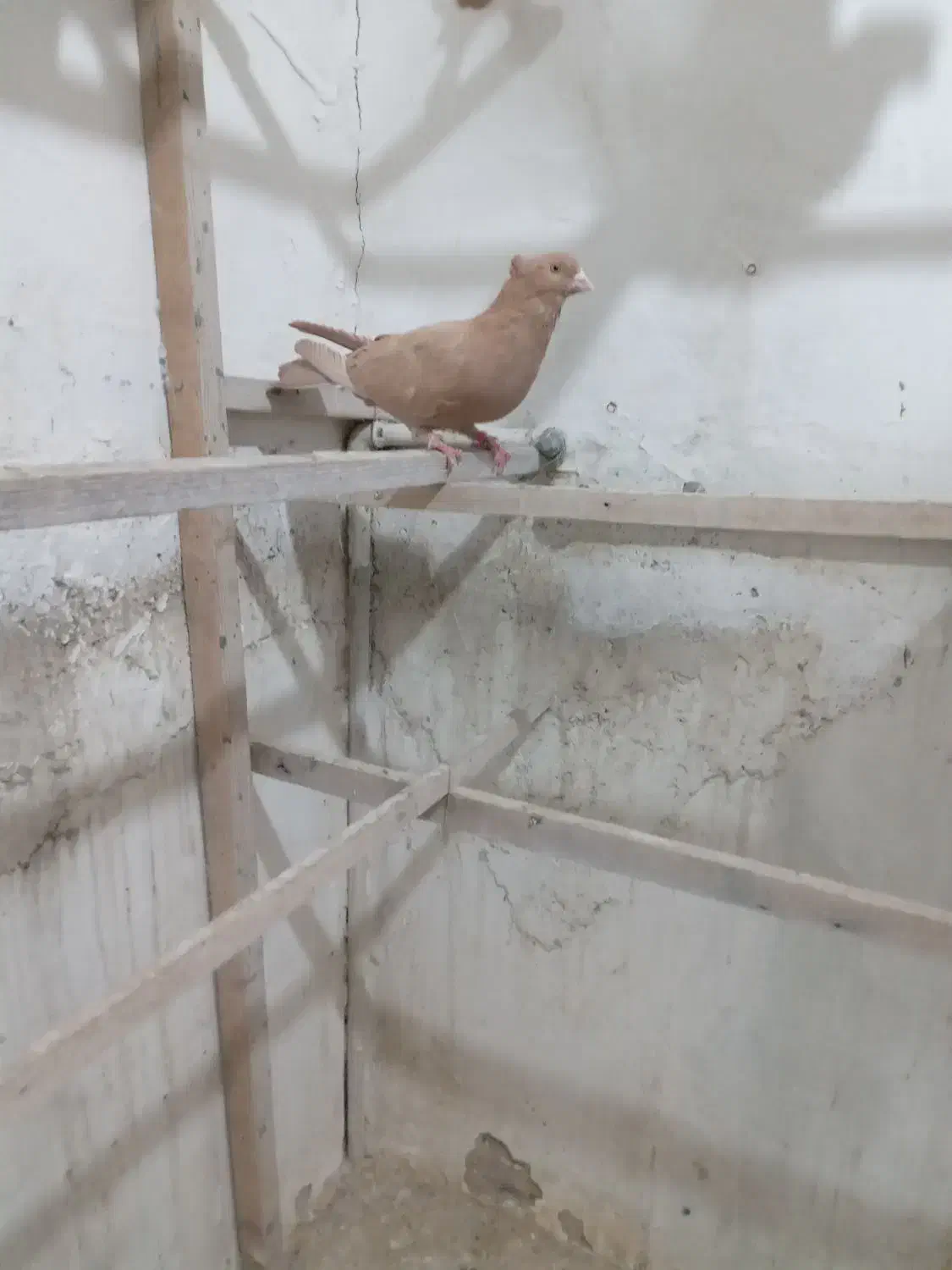 زردکاکلی|پرنده|ری, دیلمان|دیوار