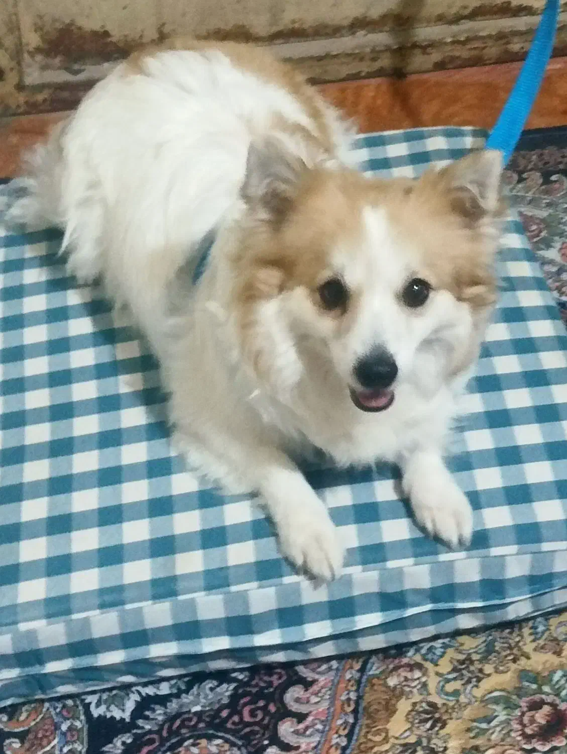 اشپیز پامرین ماده|سگ|بندرعباس, |دیوار