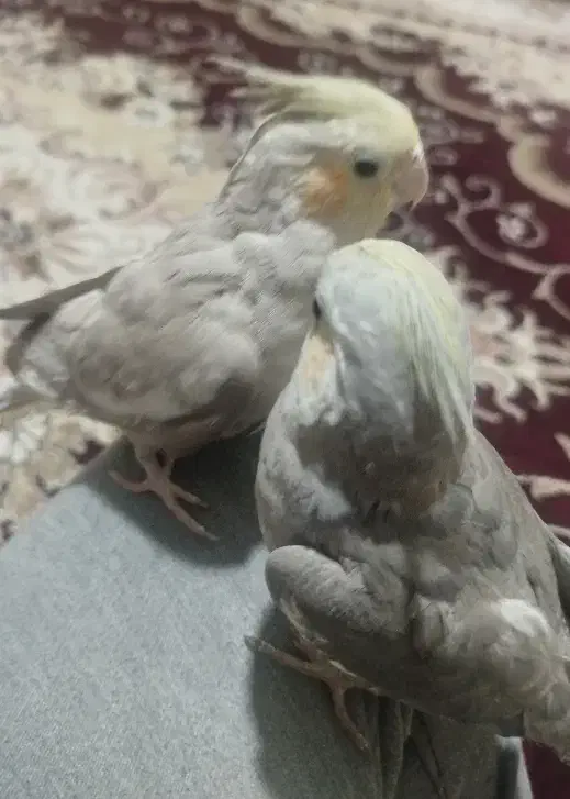 عروس هلندی|پرنده|مشهد, شهید قربانی|دیوار