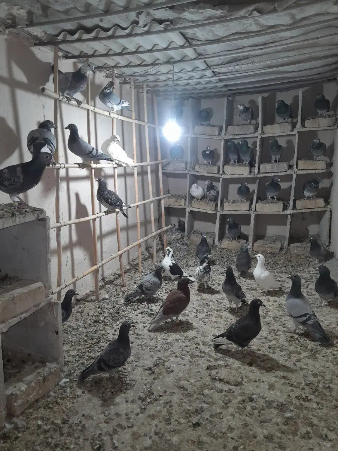 آلمانی|پرنده|آشخانه, |دیوار