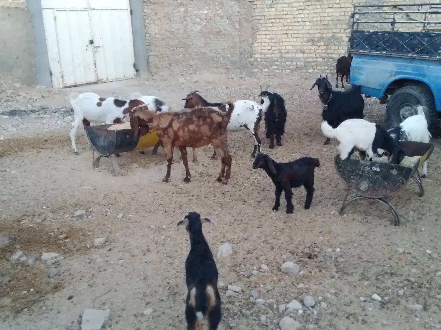 بز و کولار پاکستانی|حیوانات مزرعه|شیراز, دارالرحمه|دیوار