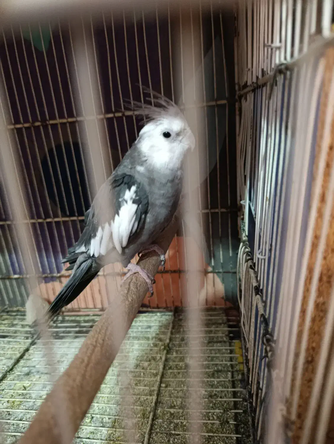 عروس|پرنده|هامون, |دیوار