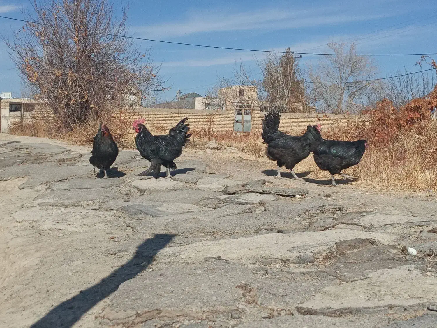 مرغ و وار سیاه دم تخم|حیوانات مزرعه|خمین, |دیوار