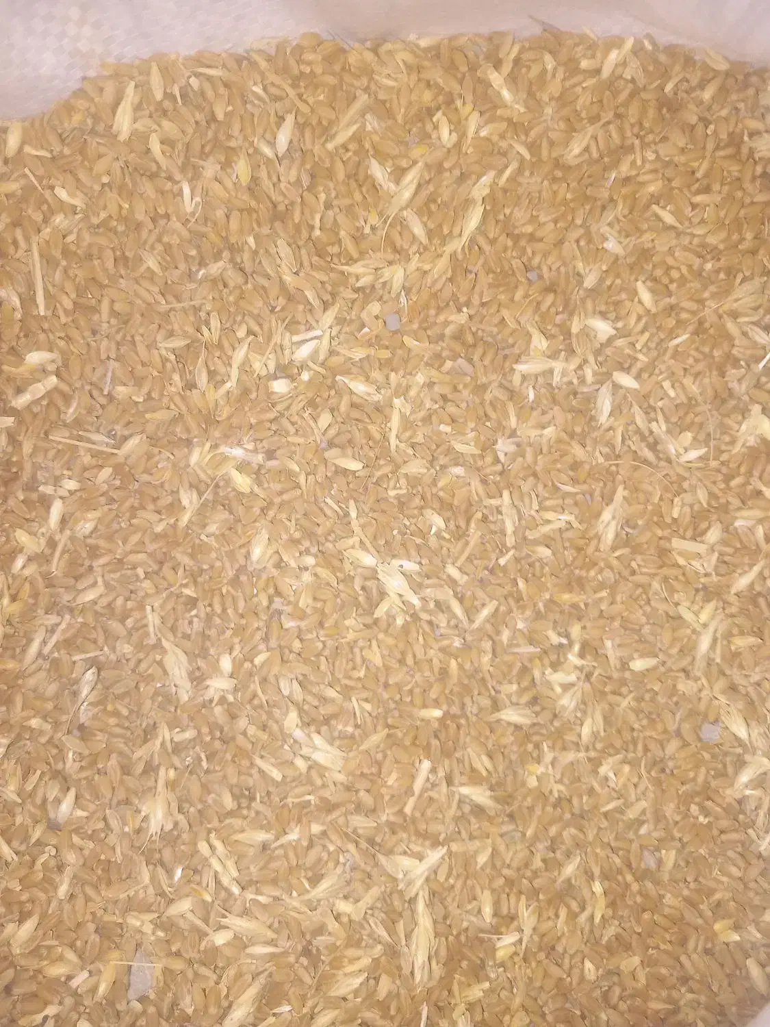 گندم وجو|خدمات باغبانی و درختکاری|شوشتر, |دیوار