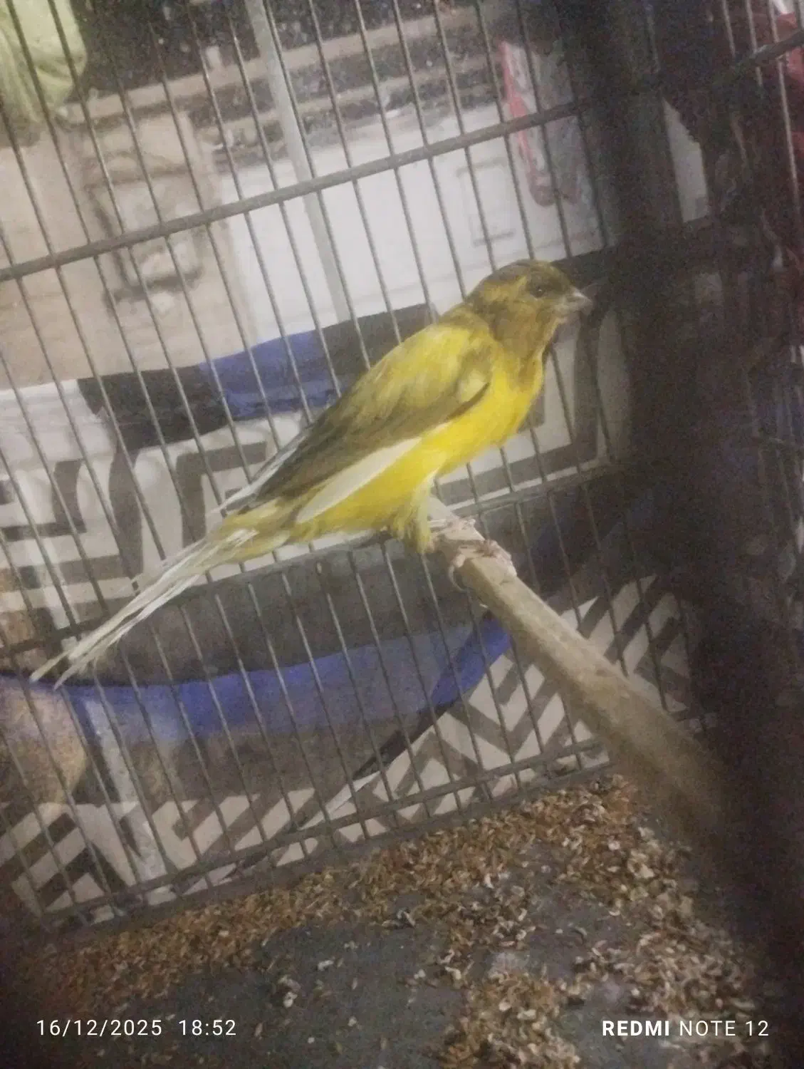 قناری بلند 2تا|پرنده|ری, سیزده آبان|دیوار