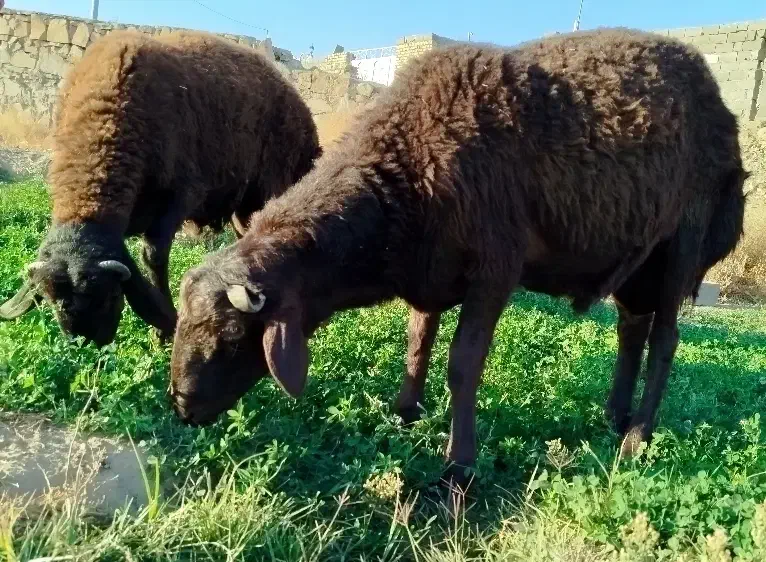 بره قوچی هترو قزل افشار|حیوانات مزرعه|مشهد, چهاربرج|دیوار