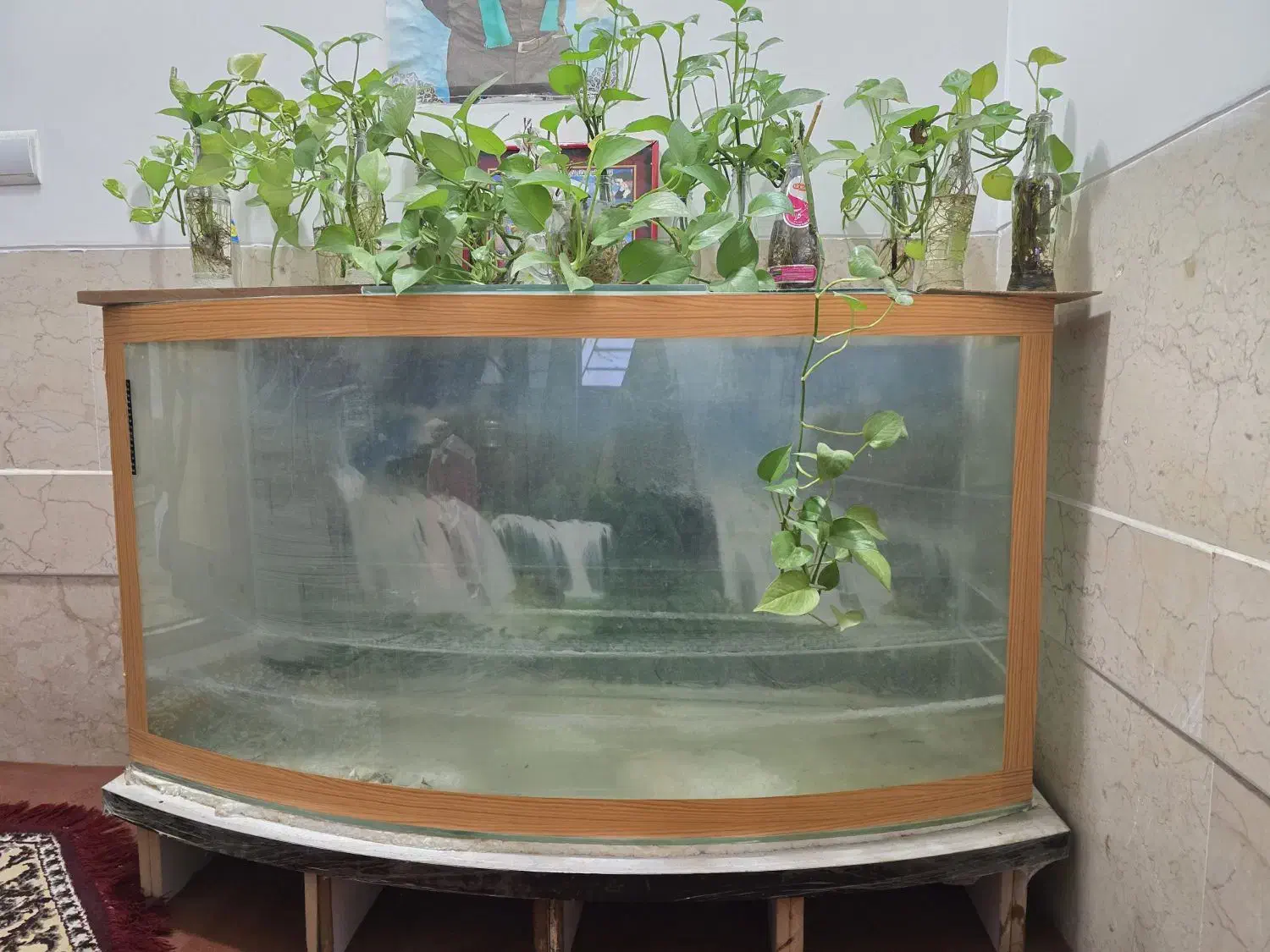 آکواریوم|ماهی|یزد, |دیوار