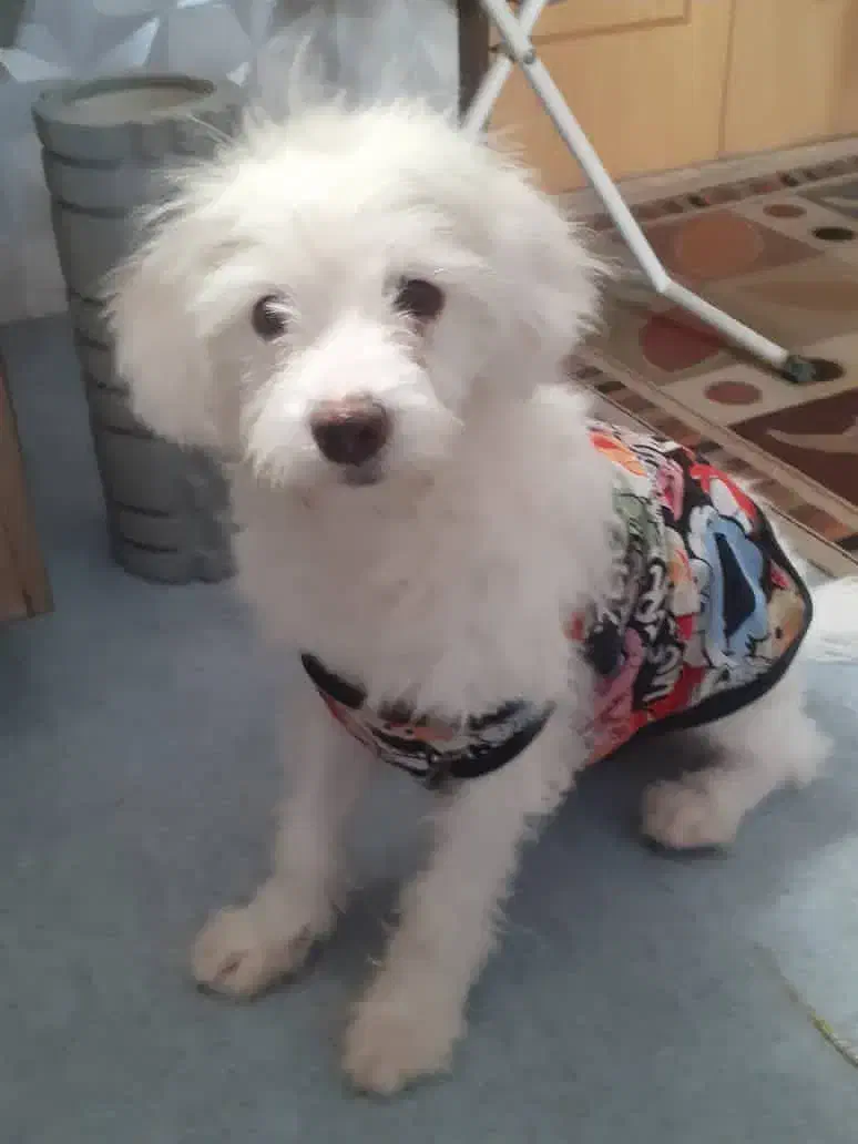 واگذاری سگ خونگی|سگ|اصفهان, سپاهانشهر|دیوار