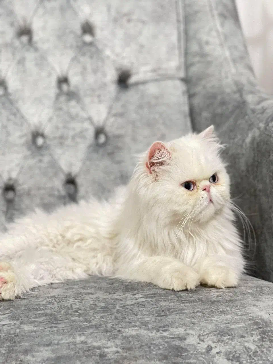 گربه پرشین اصل|گربه|مراغه, |دیوار