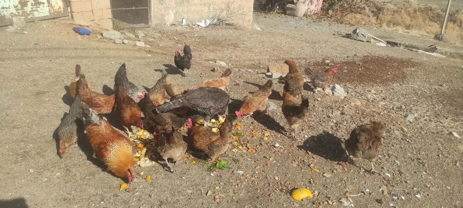 فروش 20عدد مرغ تخم گذار|حیوانات مزرعه|سقز, |دیوار