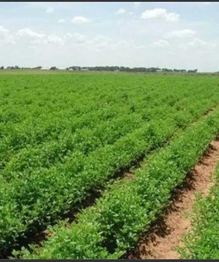 ۷هکتار زمین کشاورزی با ۴ اینچ آب|فروش دفتر صنعتی، کشاورزی، تجاری|محلات, |دیوار