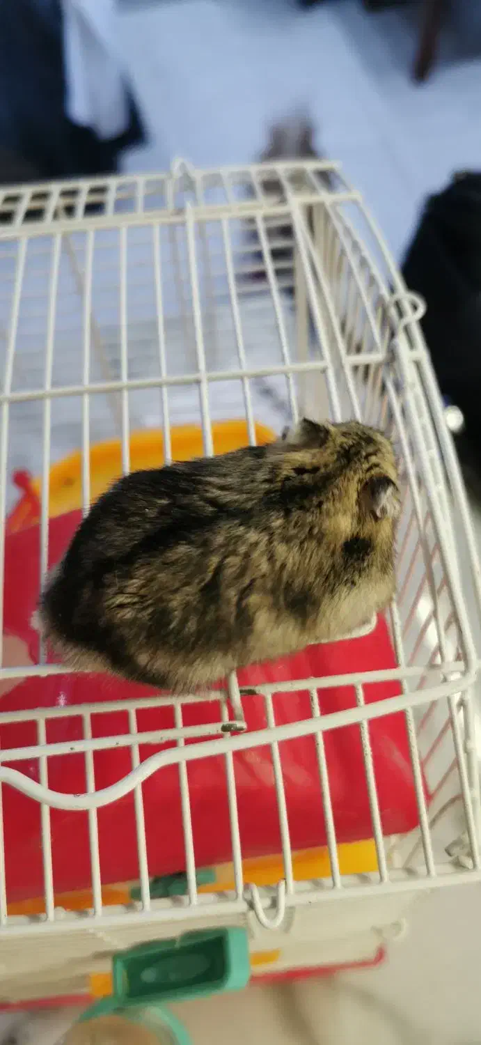 همستر|موش و خرگوش|اندیشه, پرنیان|دیوار