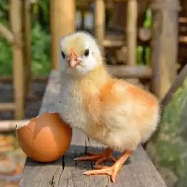 جوجه محلی لموهن تخم گذاری روزی 2عدد جوجه گوشتی|حیوانات مزرعه|سنندج, |دیوار