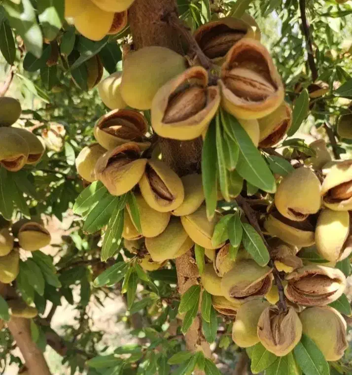 نهال بادام زودبازده و پربار|خدمات باغبانی و درختکاری|کوهدشت, |دیوار