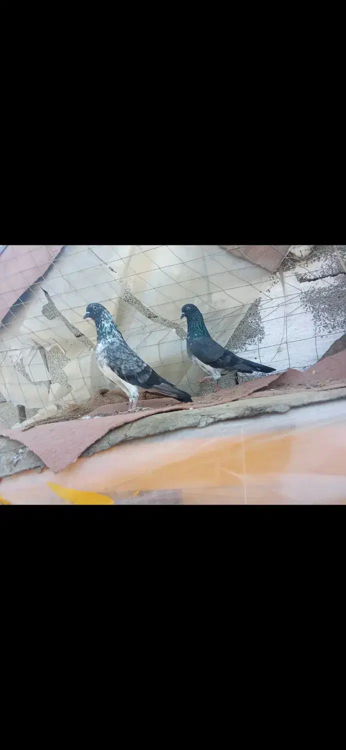 کبوتر چپرا مادر پدر جفت ۲ میلیون جوجه ۱۲۰۰|پرنده|چابهار, |دیوار