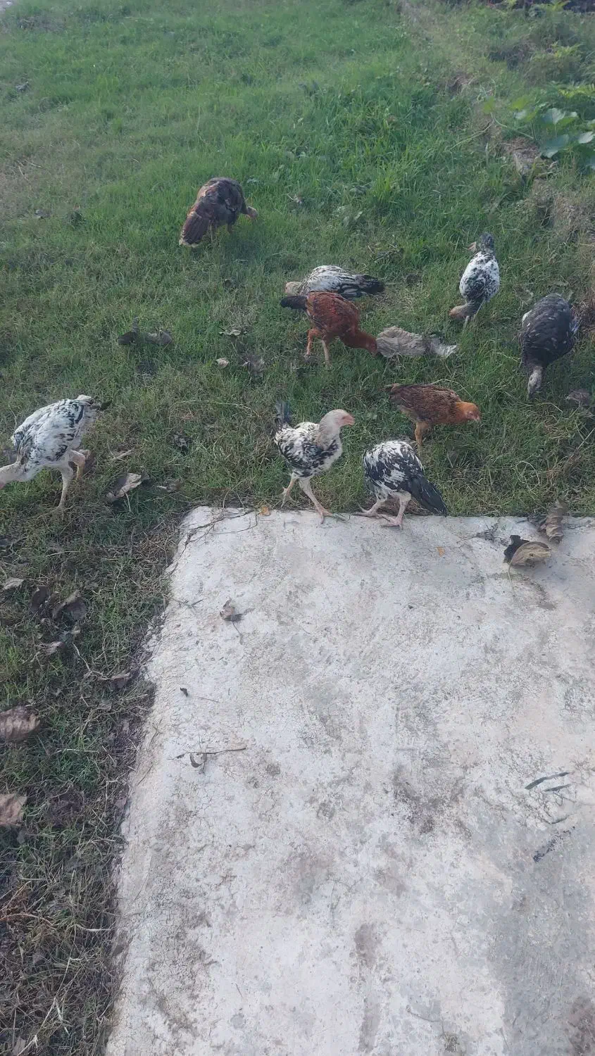 واکسن خورده سلام|حیوانات مزرعه|سنگر, |دیوار