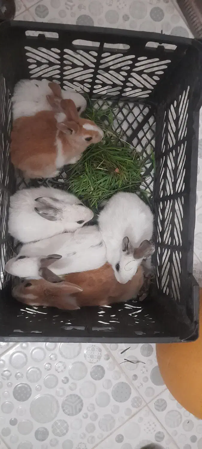 خرگوش|موش و خرگوش|بیرجند, |دیوار