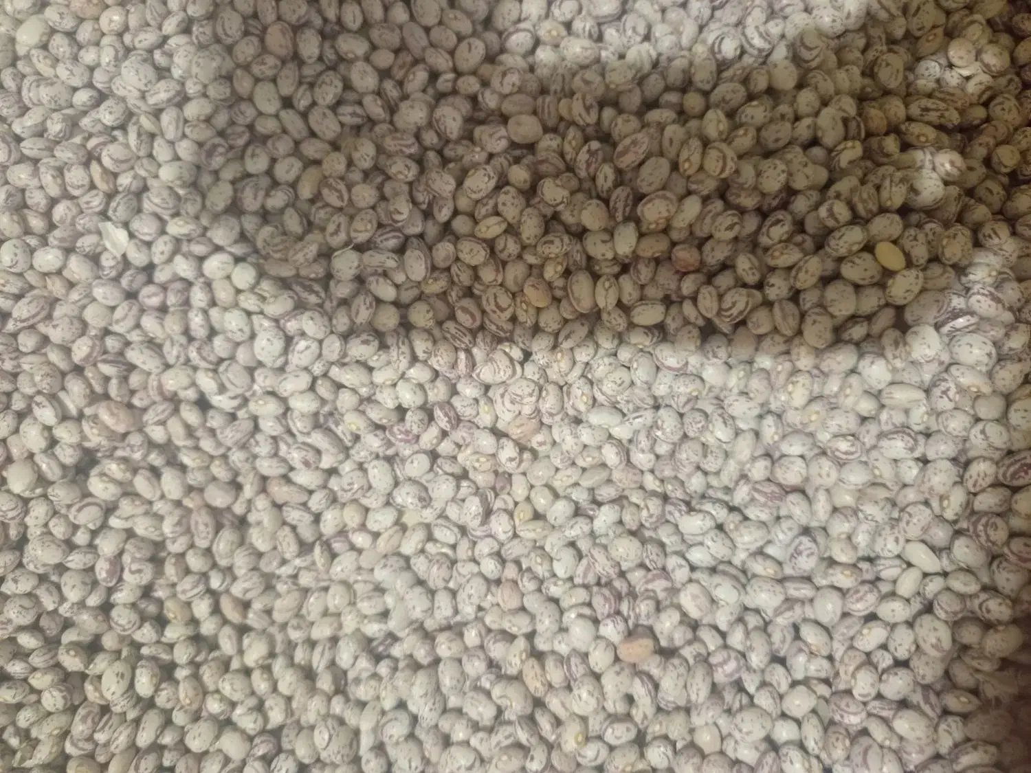 لوبیا چیتی اعلا|حراج|پادنا, |دیوار