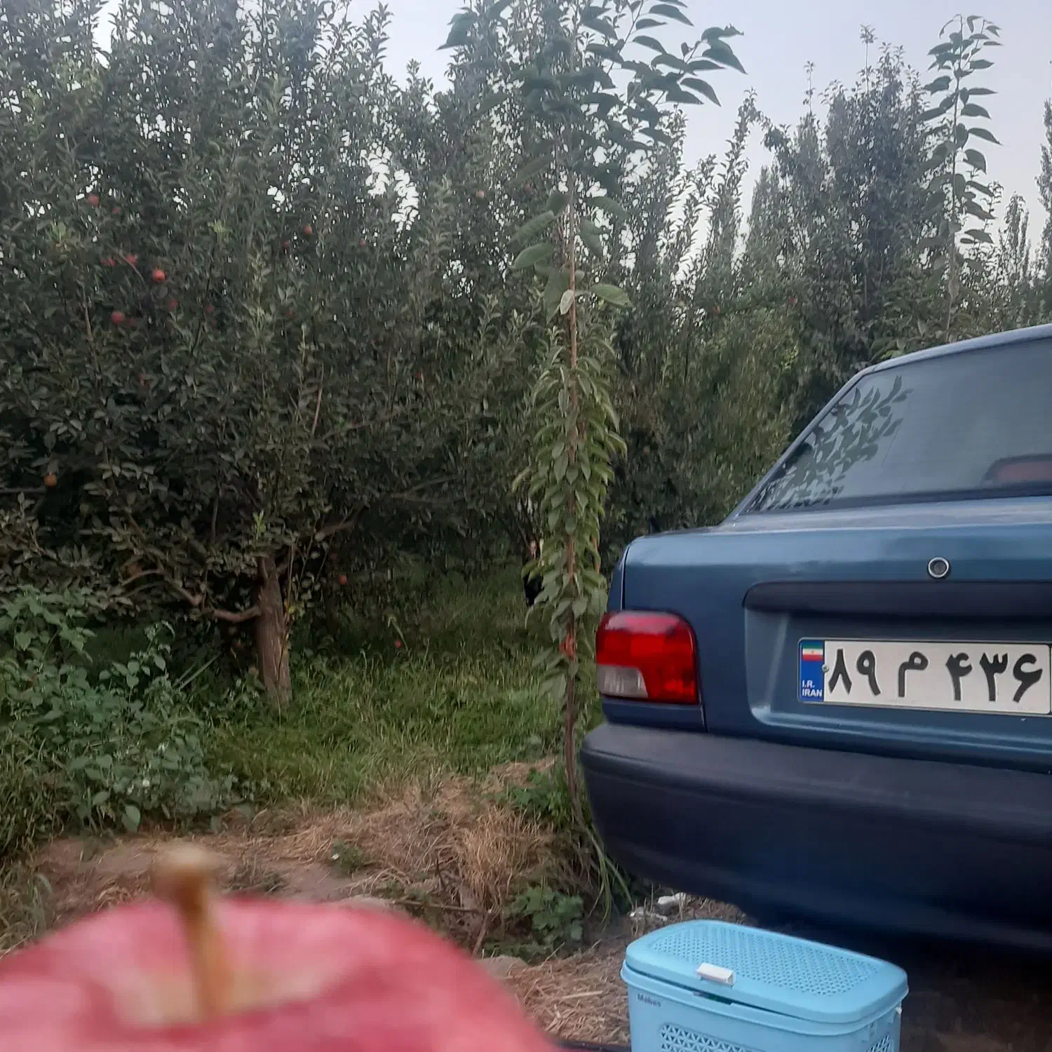 باغ میوه در جاده وار(قطعه دوم از خیابان)|فروش دفتر صنعتی، کشاورزی، تجاری|فیرورق, |دیوار