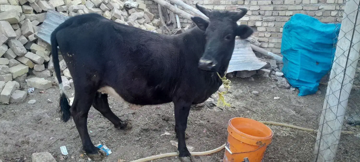 گاوشیرده باگوساله|حیوانات مزرعه|ضیاء آباد, |دیوار