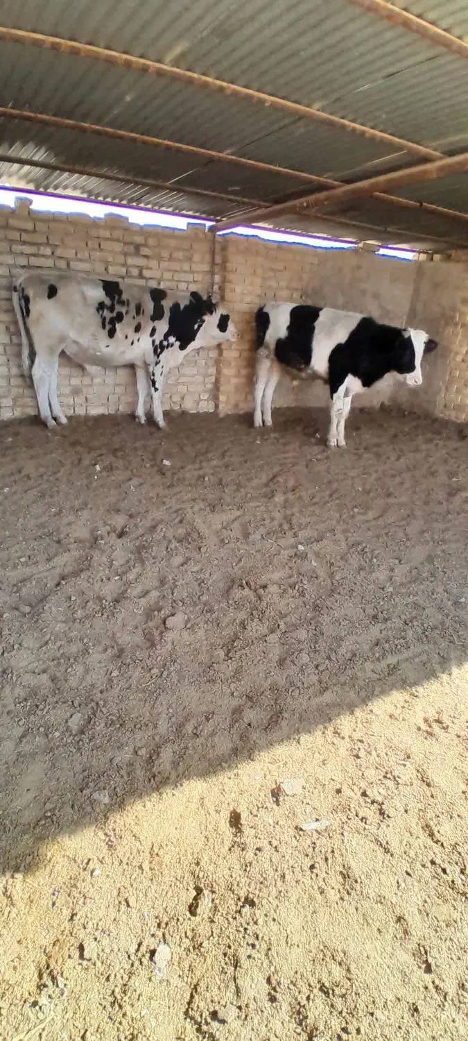 گوساله نر|حیوانات مزرعه|مرودشت, تخت جمشید|دیوار