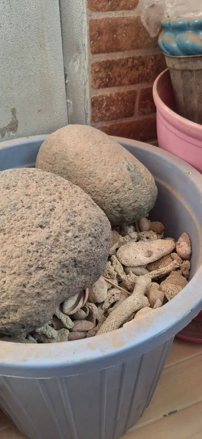 بستر تزیینی|ماهی|زاهدان, |دیوار