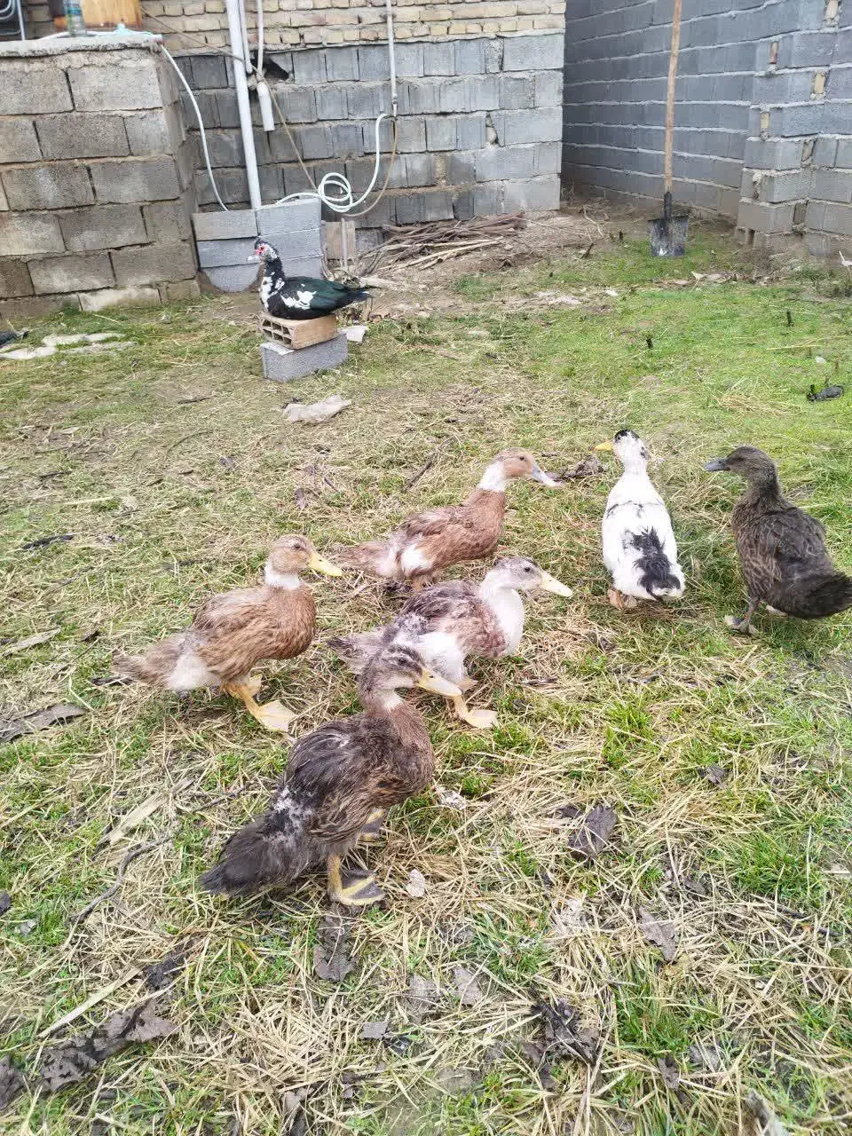 اردک محلی|حیوانات مزرعه|ساری, |دیوار