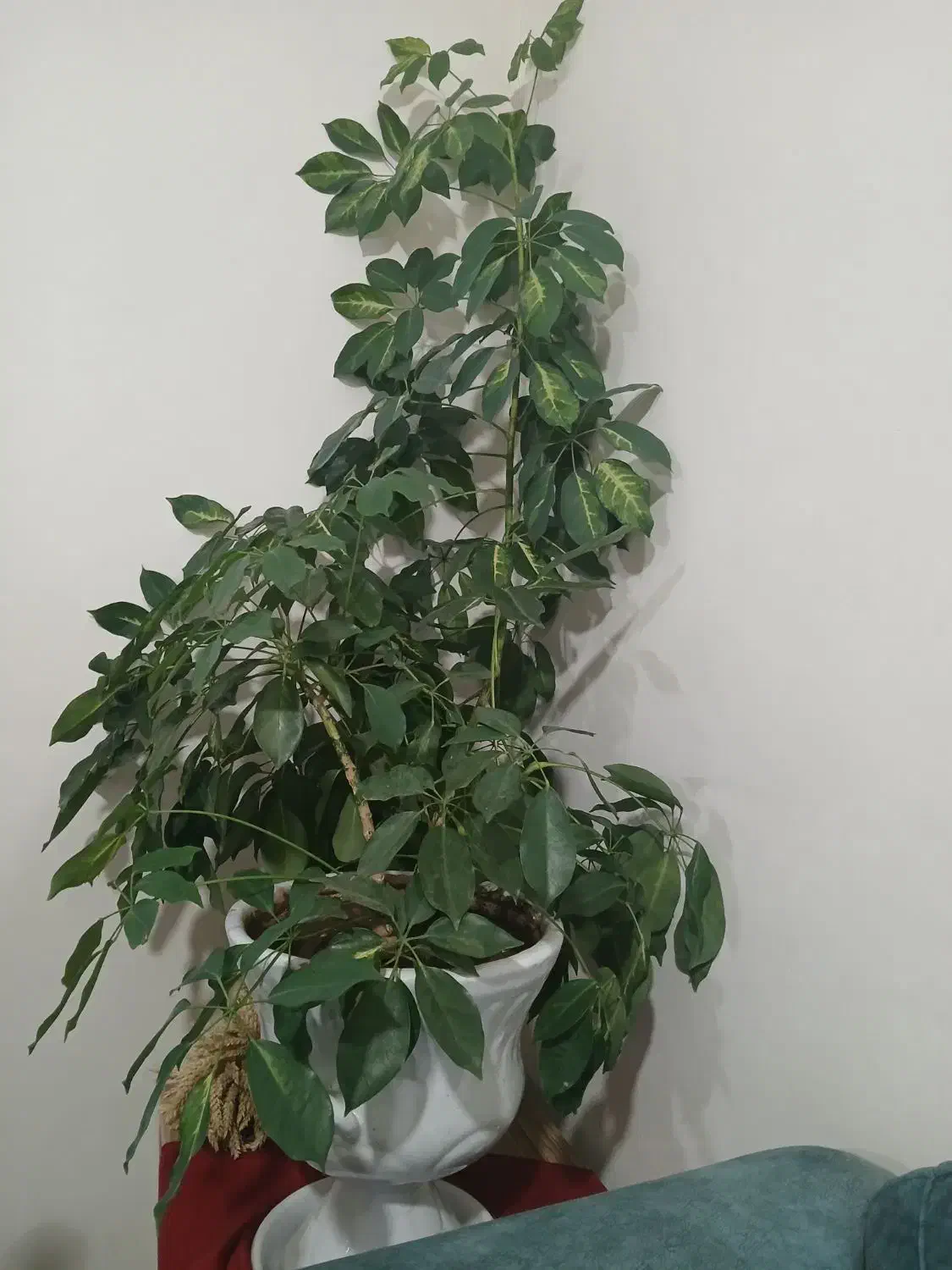 گل آپارتمانی|گل و گیاه طبیعی|نمین, |دیوار