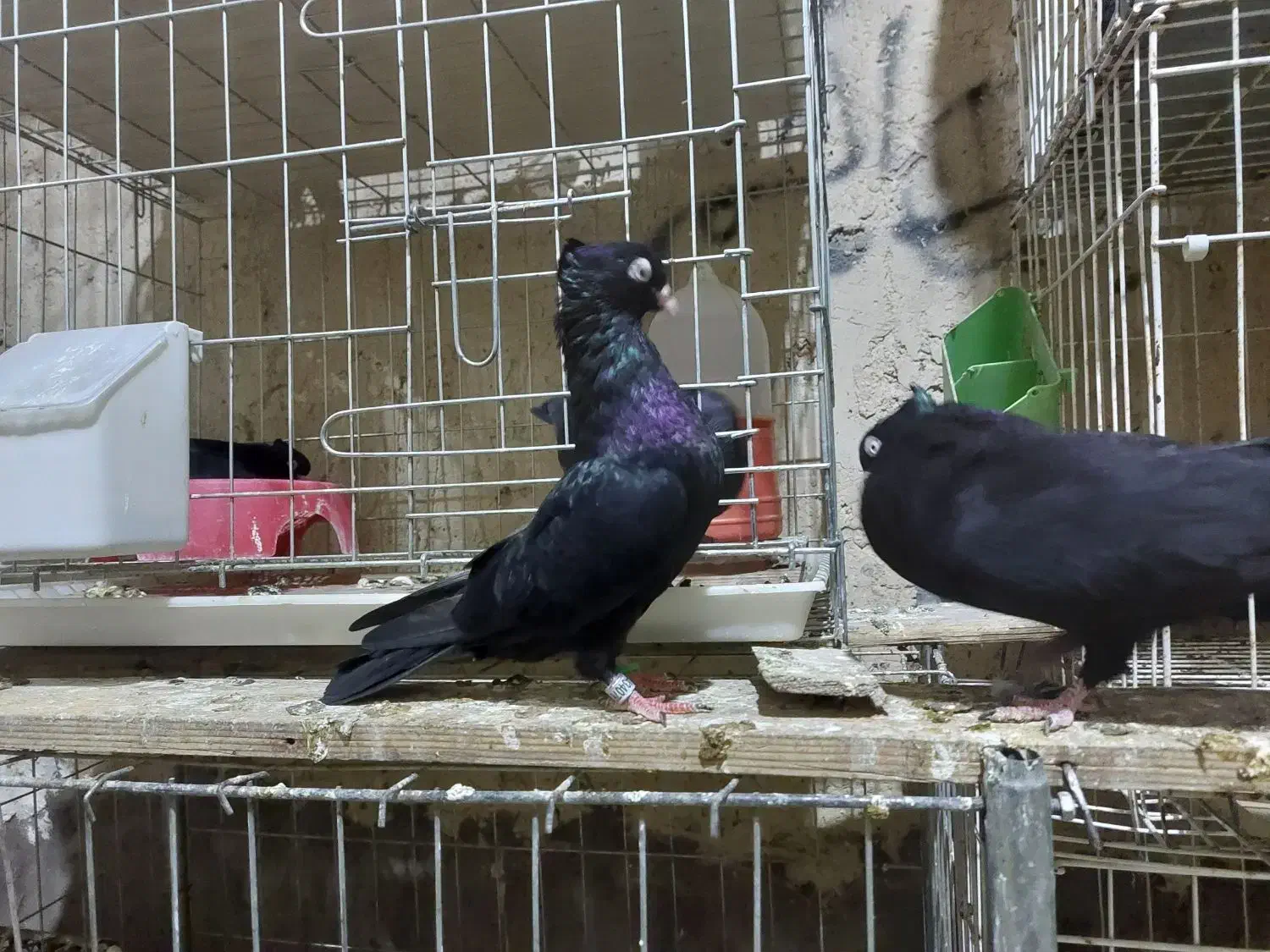 کله سیاه|پرنده|مسجد سلیمان, |دیوار