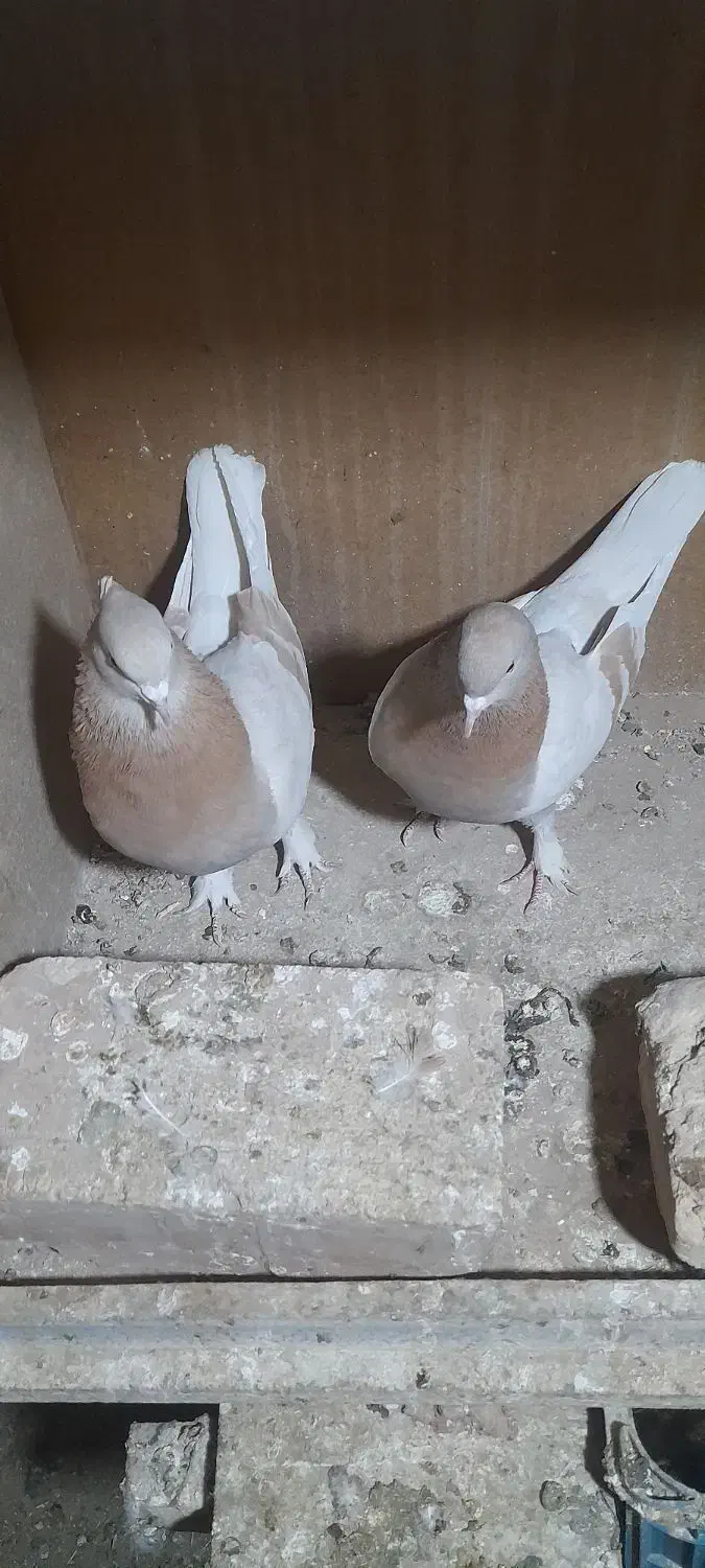 یه جفت تهرانی|پرنده|دماوند, دماوند|دیوار